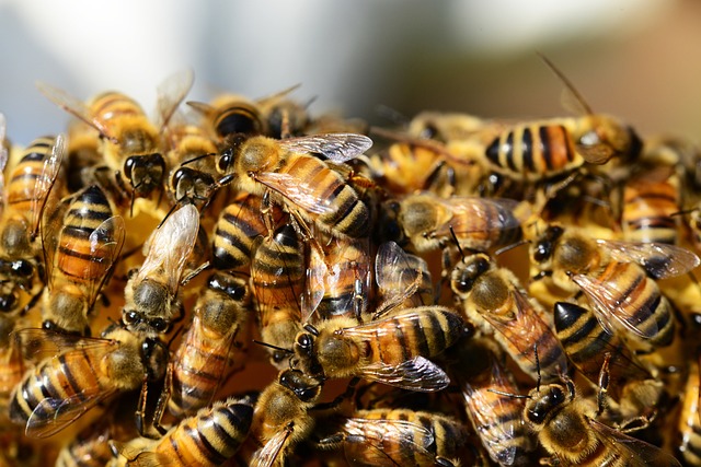 Arıların Cinsel Hayatı – Bal Arılarında Cinsel İntihar